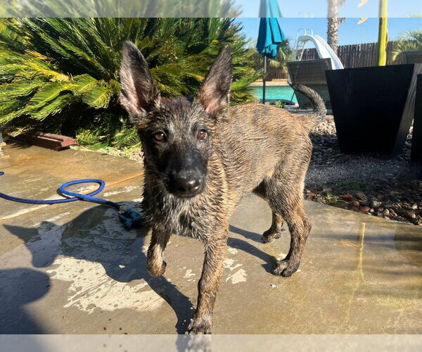 Medium Photo #1 Holland Shepherd Puppy For Sale in Imlay City, MI, USA