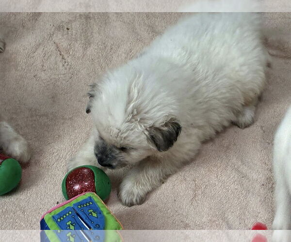 Medium Photo #1 Mutt Puppy For Sale in Minneapolis, MN, USA