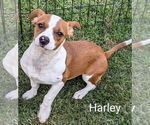 Small French Bulldog-Jack Russell Terrier Mix