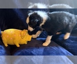 Small #1 Border Collie