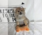 Small #2 Pomeranian