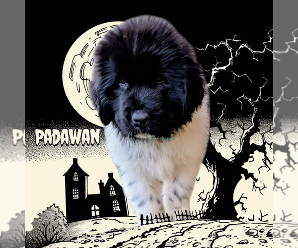 Medium Photo #1 Newfoundland Puppy For Sale in LAS VEGAS, NV, USA