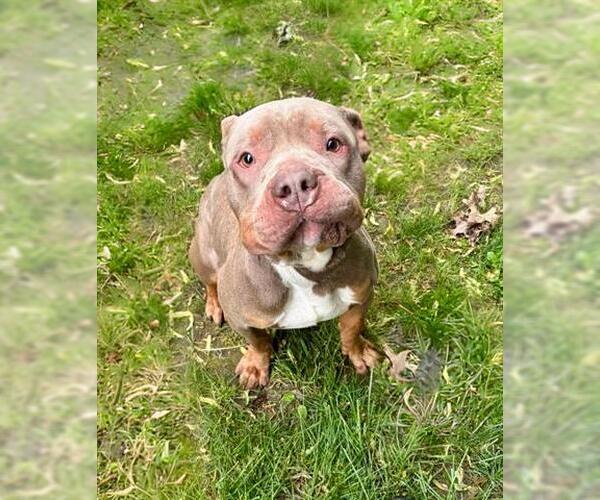 Medium Photo #2 Bullypit Puppy For Sale in Akron, OH, USA