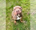 Small #1 Bullypit