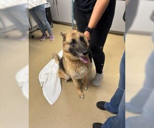 German Shepherd Dog Dogs for adoption in Easton, MD, USA