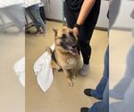 Small German Shepherd Dog