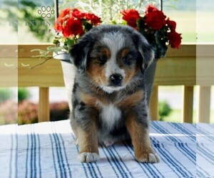 Miniature Australian Shepherd Puppy for sale in REBERSBURG, PA, USA