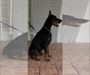 Father of the Doberman Pinscher puppies born on 02/14/2026