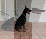 Small Photo #1 Doberman Pinscher Puppy For Sale in HOLLYWOOD, FL, USA