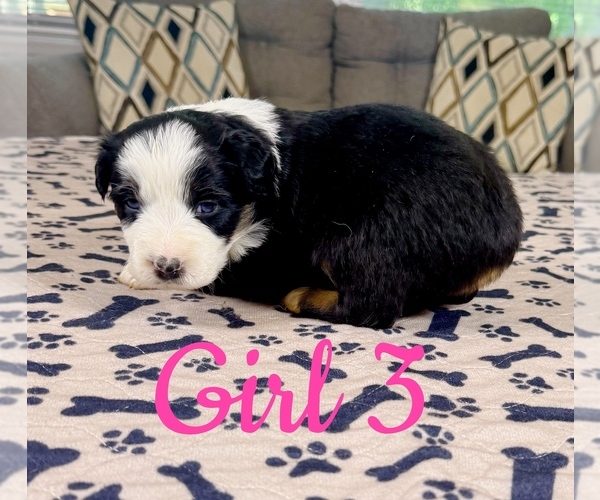 Medium Photo #56 Australian Shepherd Puppy For Sale in SALISBURY, NC, USA