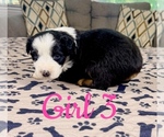 Small Photo #56 Australian Shepherd Puppy For Sale in SALISBURY, NC, USA