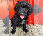 Small Photo #1 Goldendoodle-Irish Doodle Mix Puppy For Sale in LITTLE ROCK, AR, USA