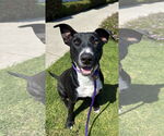 Small #5 Labrador Retriever Mix
