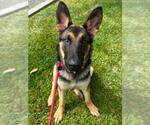 Small German Shepherd Dog