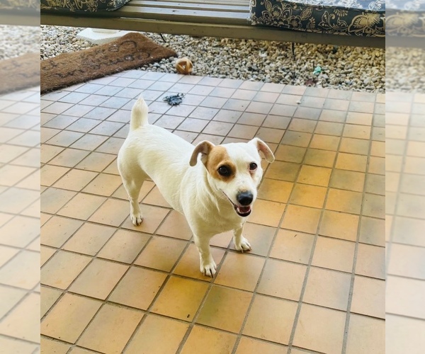Medium Photo #1 Jack Russell Terrier Puppy For Sale in WEST LIBERTY, KY, USA