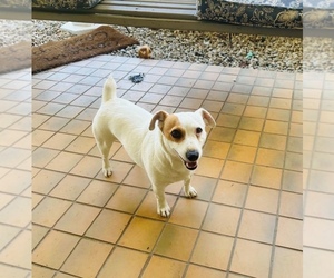 Mother of the Jack Russell Terrier puppies born on 07/15/2026