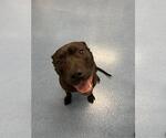 Small #1 American Pit Bull Terrier