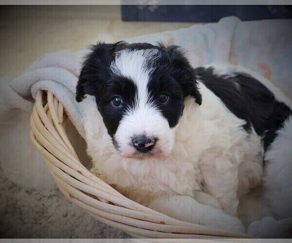 Medium Photo #6 Bordoodle Puppy For Sale in OLATHE, CO, USA