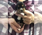 Puppy 8 Beagle