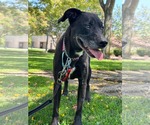 Small #2 Labrador Retriever Mix