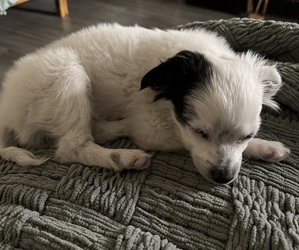 Chihuahua-Rat-Cha Mix Puppy for sale in DENVER, CO, USA