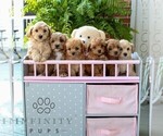 Small #1 Cavachon-Poodle (Miniature) Mix