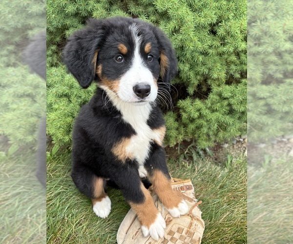 Medium Photo #2 Bernese Mountain Dog Puppy For Sale in MIDDLEBURY, IN, USA