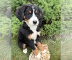 Small #1 Bernese Mountain Dog