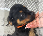 Small #7 Rottweiler