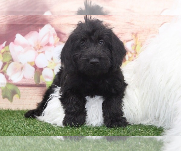 Medium Photo #1 Labradoodle Puppy For Sale in MARIETTA, GA, USA