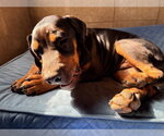 Small #2 Rottweiler Mix