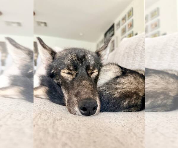 Medium Photo #2 Siberian Husky Puppy For Sale in Carrollton, TX, USA