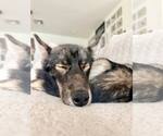 Small Photo #2 Siberian Husky Puppy For Sale in Carrollton, TX, USA