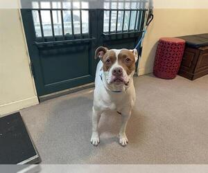 Medium American Pit Bull Terrier