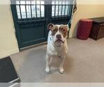 Small American Pit Bull Terrier