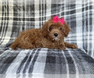 Cavapoo (Miniature) Puppy for sale in LAKELAND, FL, USA