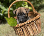 Small #3 Belgian Malinois