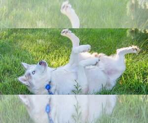 Siberian Husky Dogs for adoption in Omaha, NE, USA