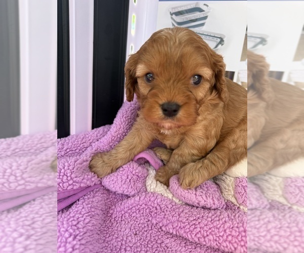 Medium Photo #1 Cavapoo (Miniature) Puppy For Sale in SAINT FRANCIS, MN, USA