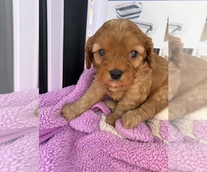 Medium Cavapoo (Miniature)