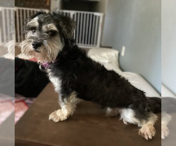 Medium Photo #1 Mutt Puppy For Sale in Fargo, ND, USA