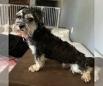 Reeve - Male Mutt Dog for Adoption - Small photo