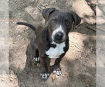 Small #1 Mutt