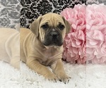 Small #2 Boerboel