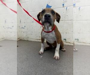 American Pit Bull Terrier Dogs for adoption in San Bernardino, CA, USA