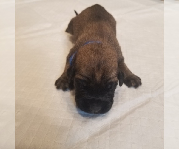 Medium Photo #9 Mastiff Puppy For Sale in FULTON, NY, USA