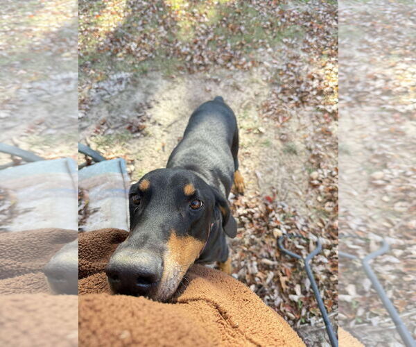 Medium Photo #2 Doberman Pinscher Puppy For Sale in Buffalo, MN, USA