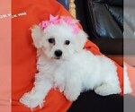 Small Photo #4 Bichon Frise Puppy For Sale in JURUPA VALLEY, CA, USA