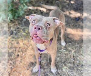 American Pit Bull Terrier Dogs for adoption in Aurora, CO, USA