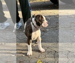 Small #5 American Bulldog